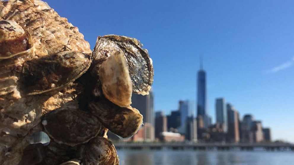 Oyster shells in the foreground with the New York skyline across the water.