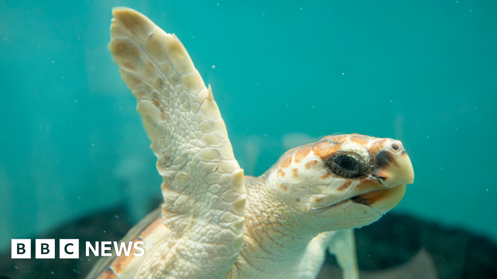 Crush the turtle swims past a window in a holding tank.