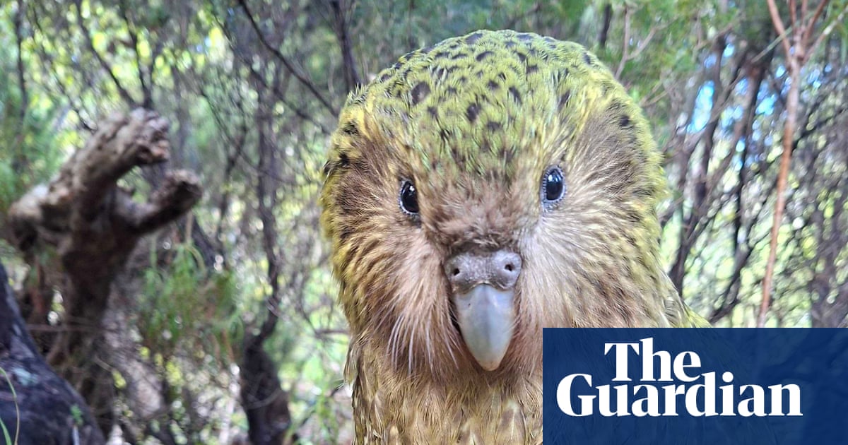 A green, speckled kakapo standing in a forest.