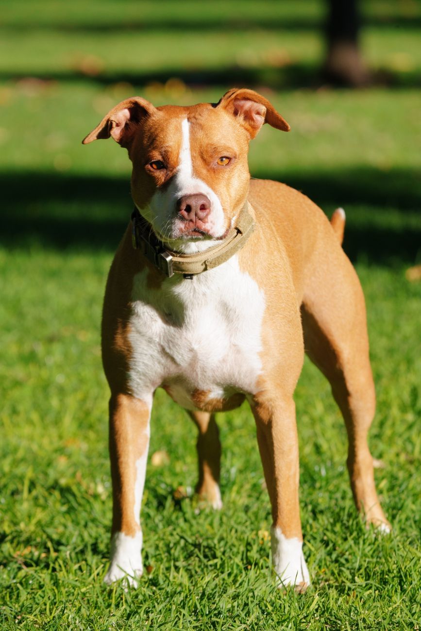 Illustrative photograph of a brown and white pit bull in a sunny park.