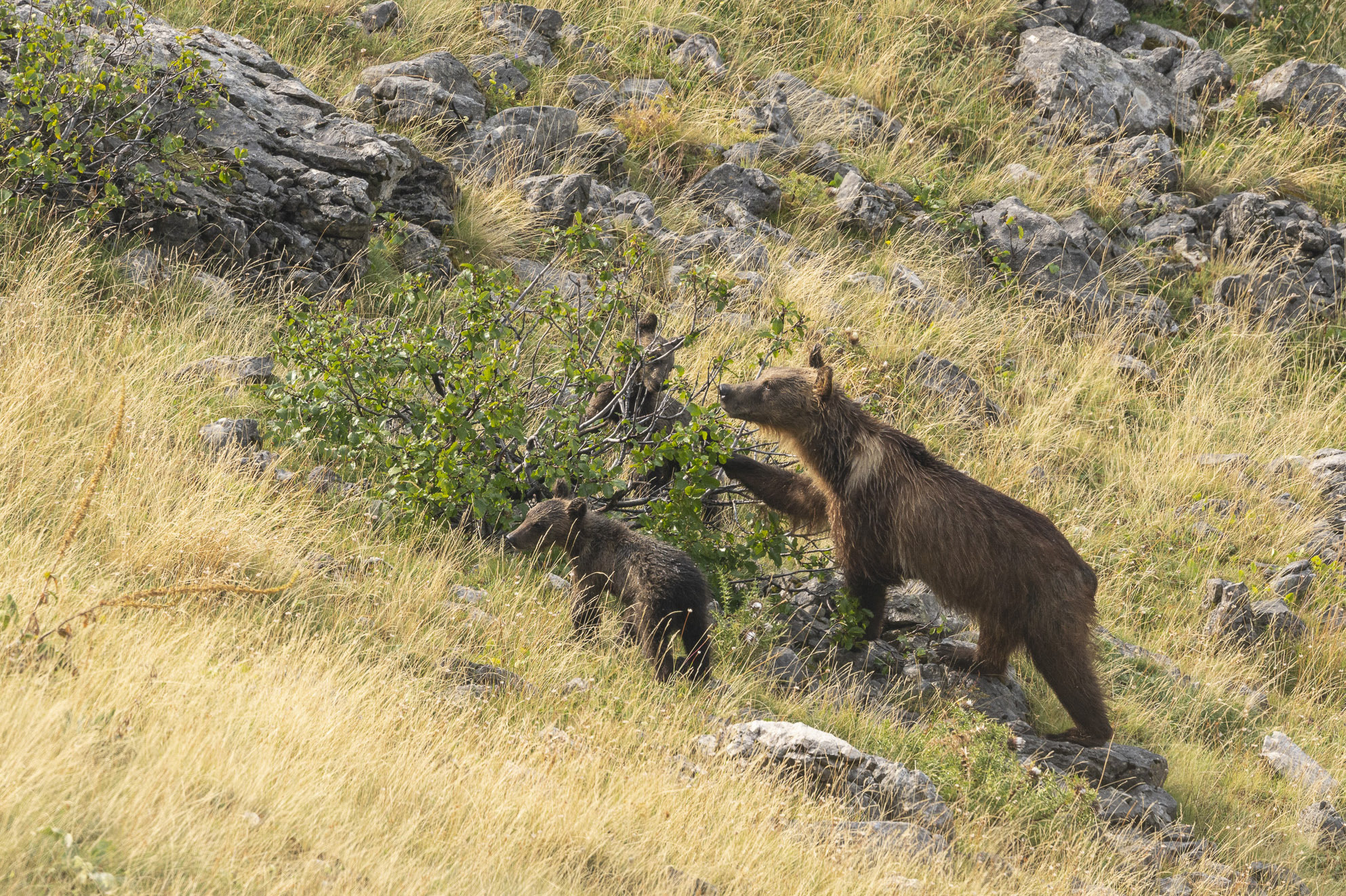 Marsican brown bear with cubs. Central Apennines, Italy.