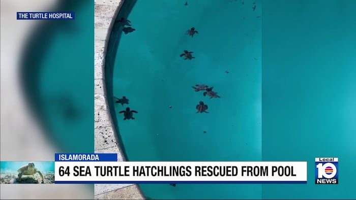 Baby sea turtles rescued from a swimming pool in Islamorada.