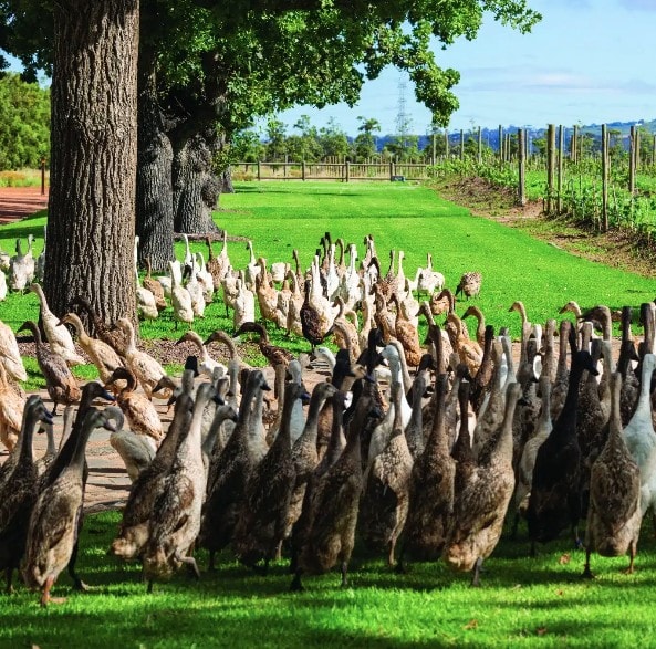 A flock of ducks moves through grass beside a vineyard.